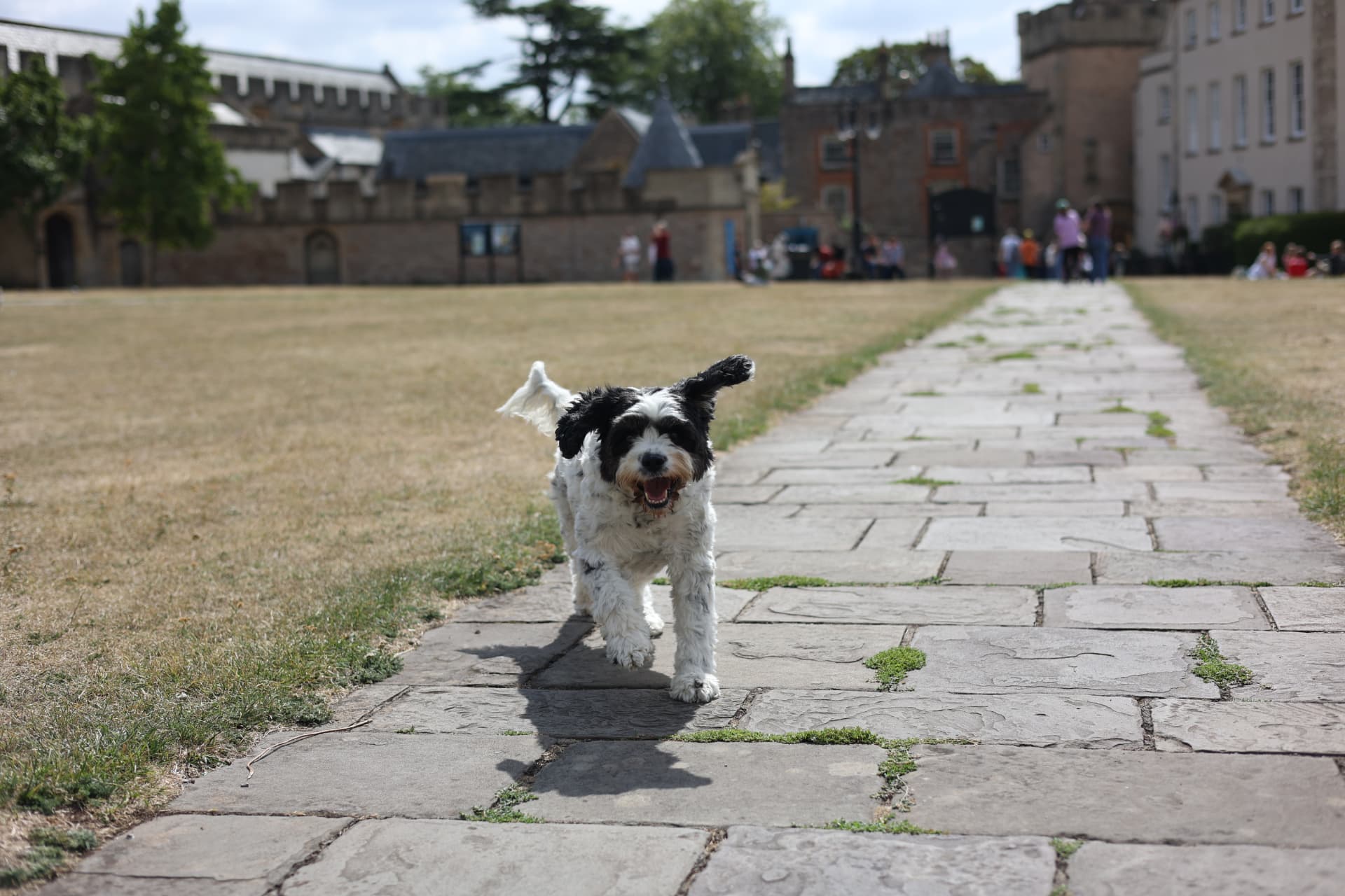 Small black and white terrier trotting along a path by Wells Cathedral green