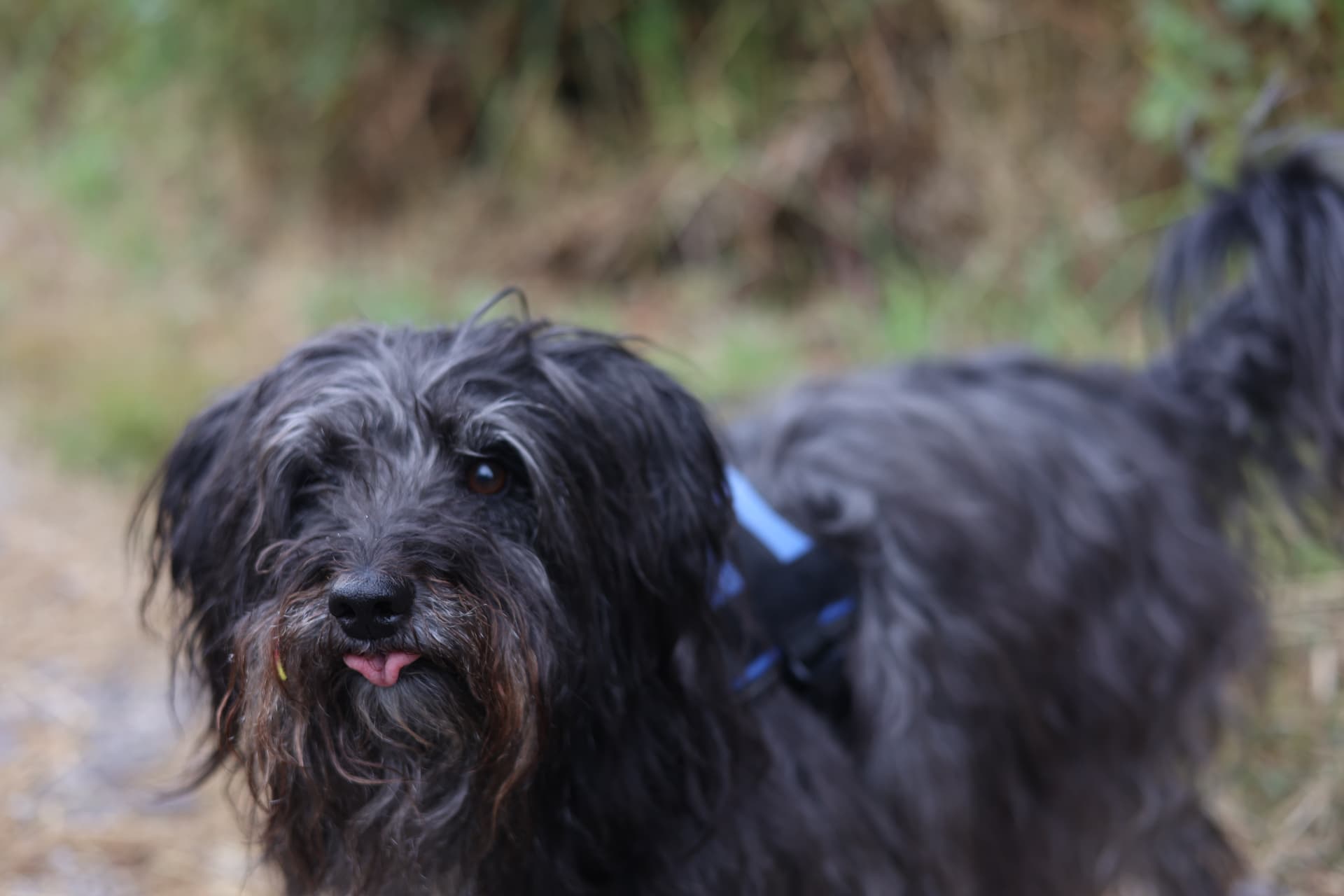 Scruffy grey terrier close up on a countryside walk in Somerset