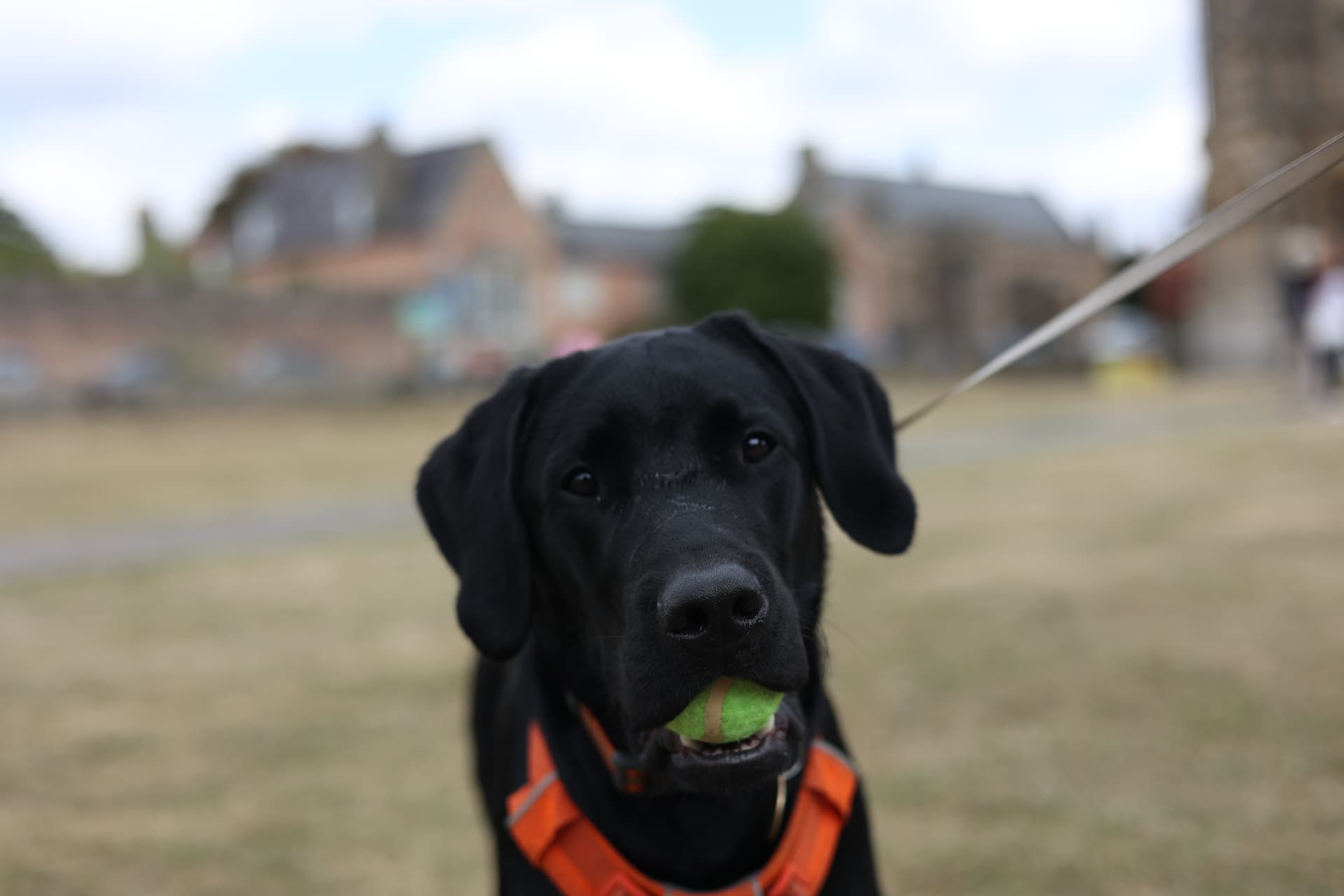 Black labrador holding a tennis ball on a Somerset green