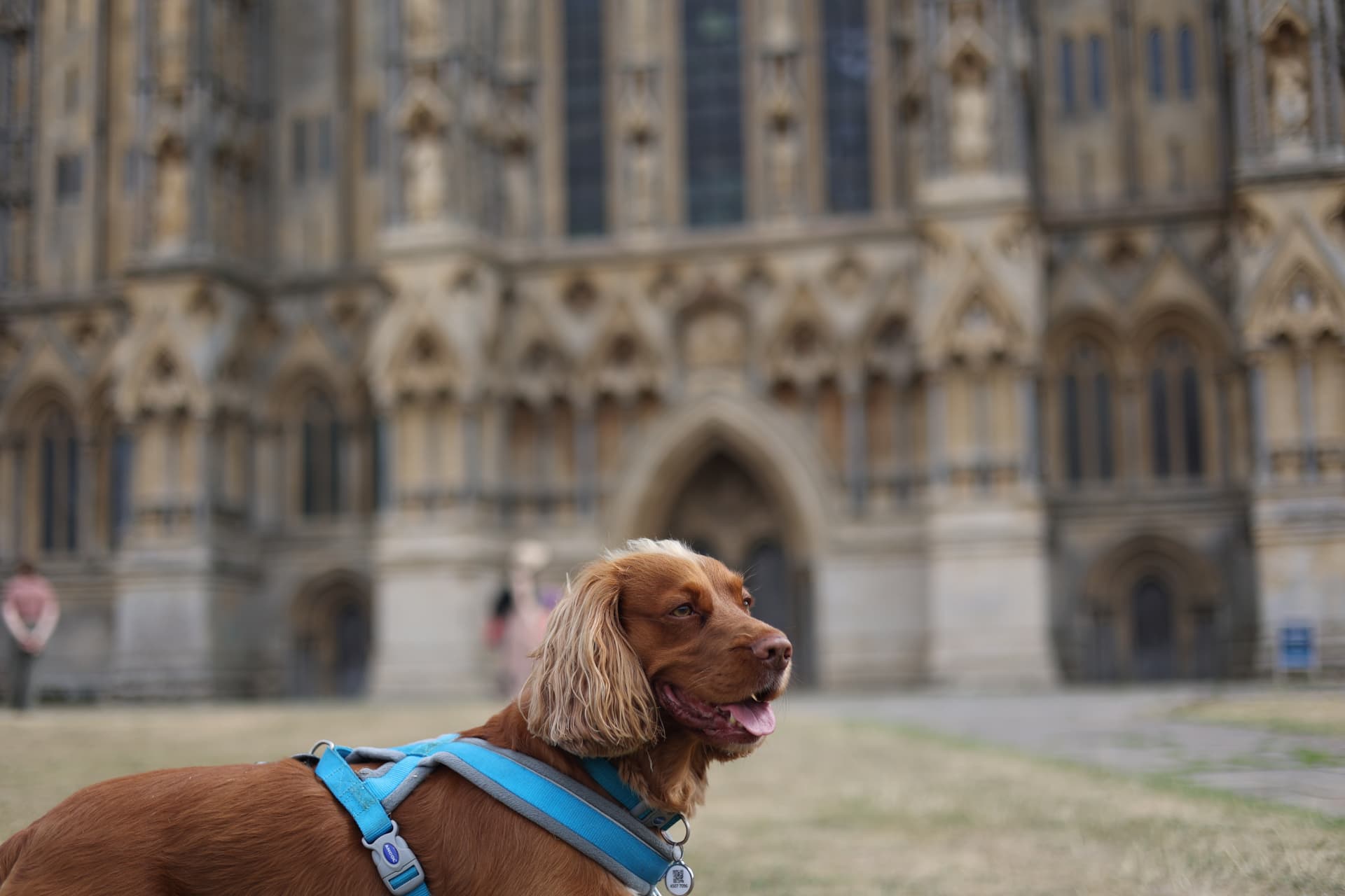 Working cocker spaniel in front of Wells Cathedral