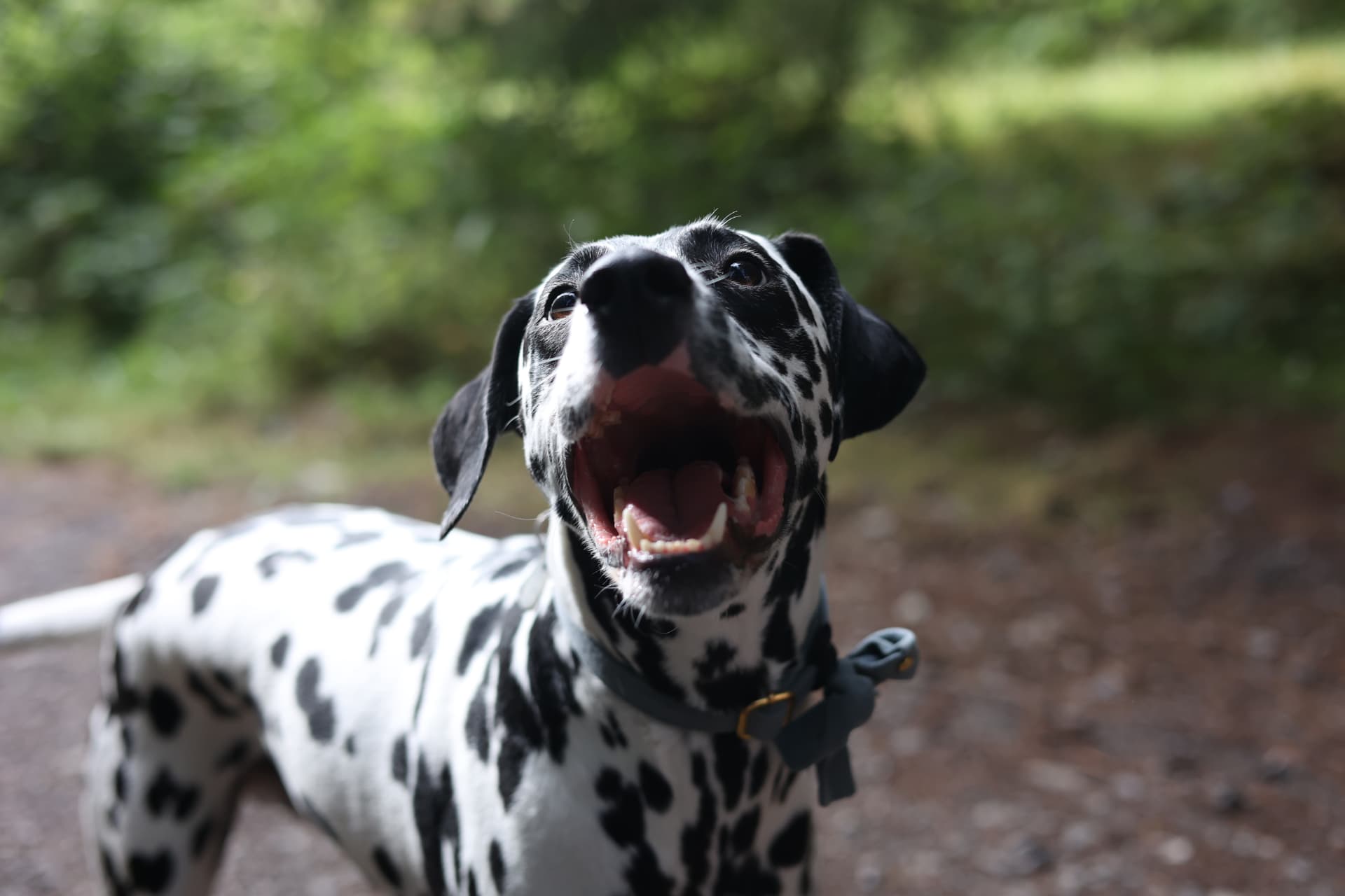 Dalmatian dog photography Somerset