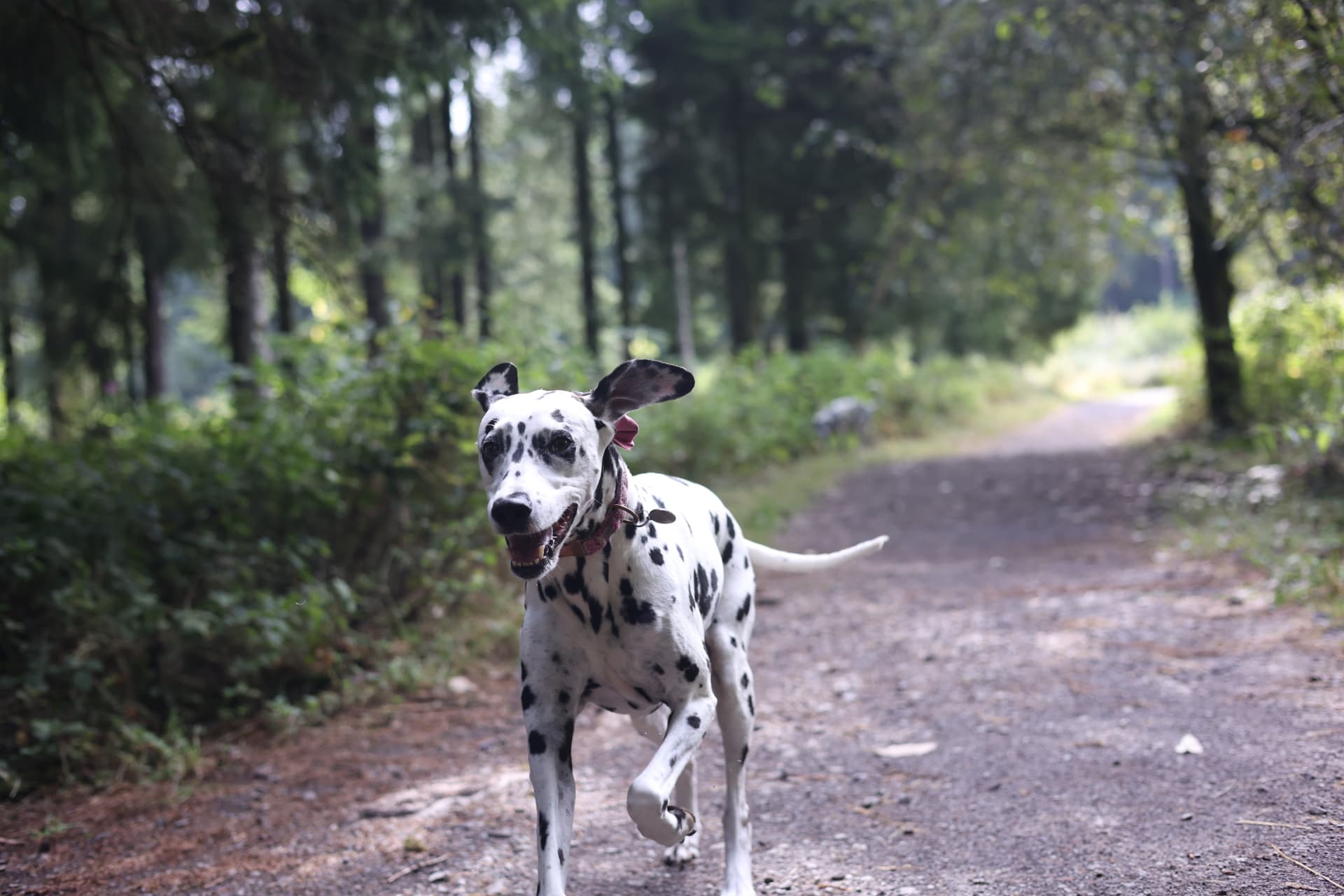 Dalmatian running down a woodland track in Somerset with ears flying