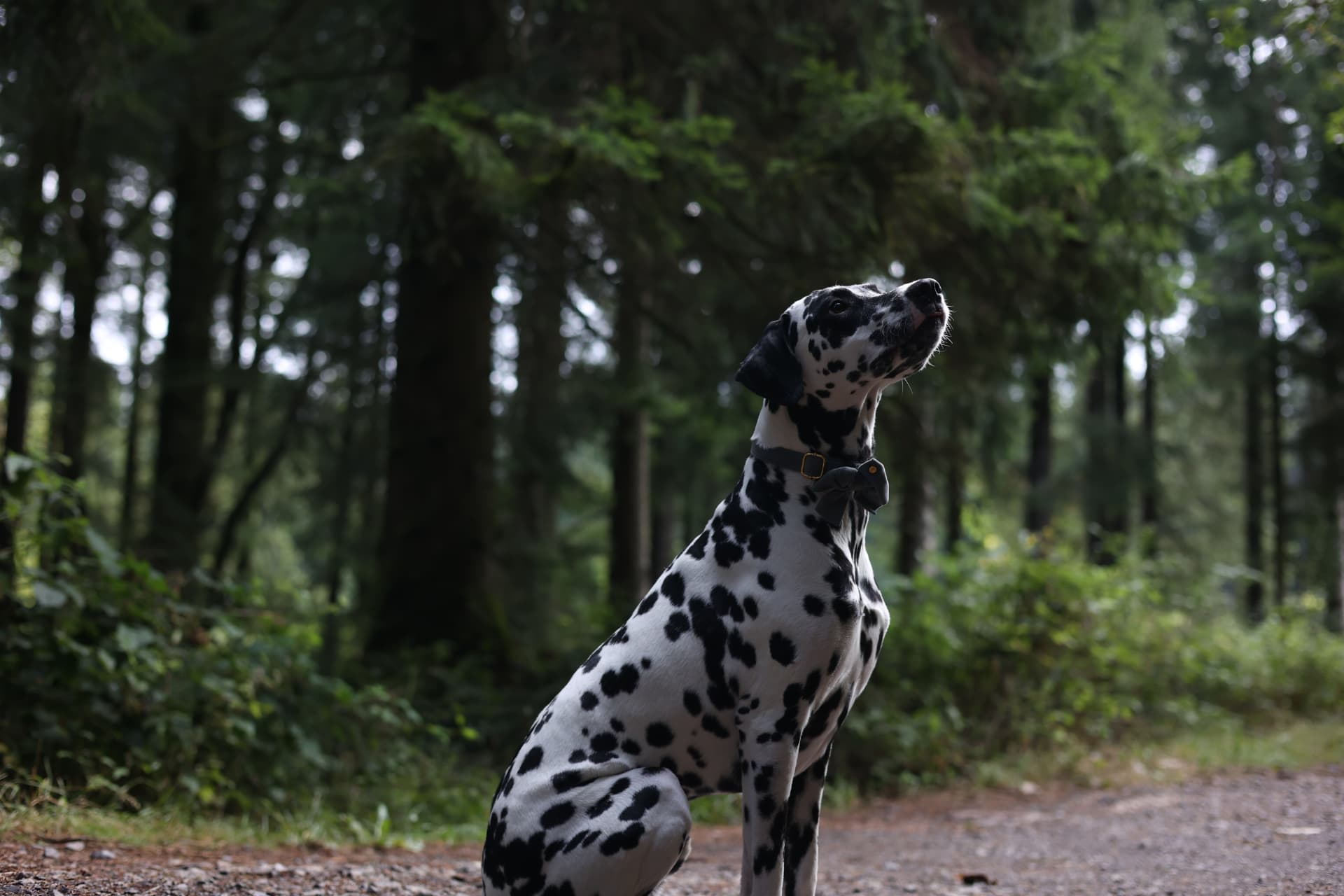 Dalmatian sitting in woodland near Wells, Somerset, looking up